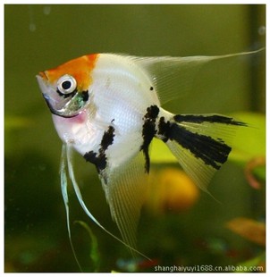 鱼类-上海羽一热带观赏鱼养殖场观赏热带鱼批
