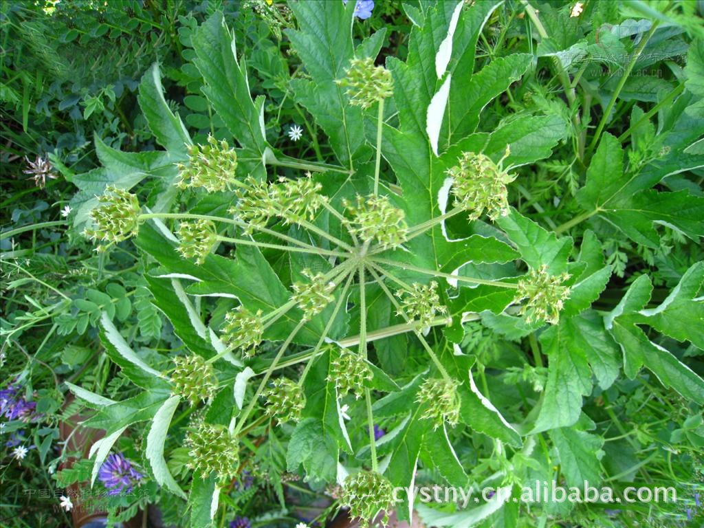 批发供应长阳"资丘独活",祛风除湿,通痹止痛!