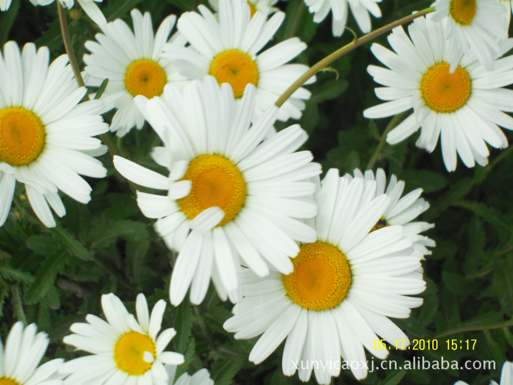 长期特价供应优质罗马洋甘菊干花图片,长期特