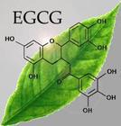 绿茶儿茶素 绿茶提取物 兴源化工，专业品质