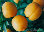 5月份大量供应金太阳杏(金黄色表皮 肉质鲜嫩 酸甜爽口)
