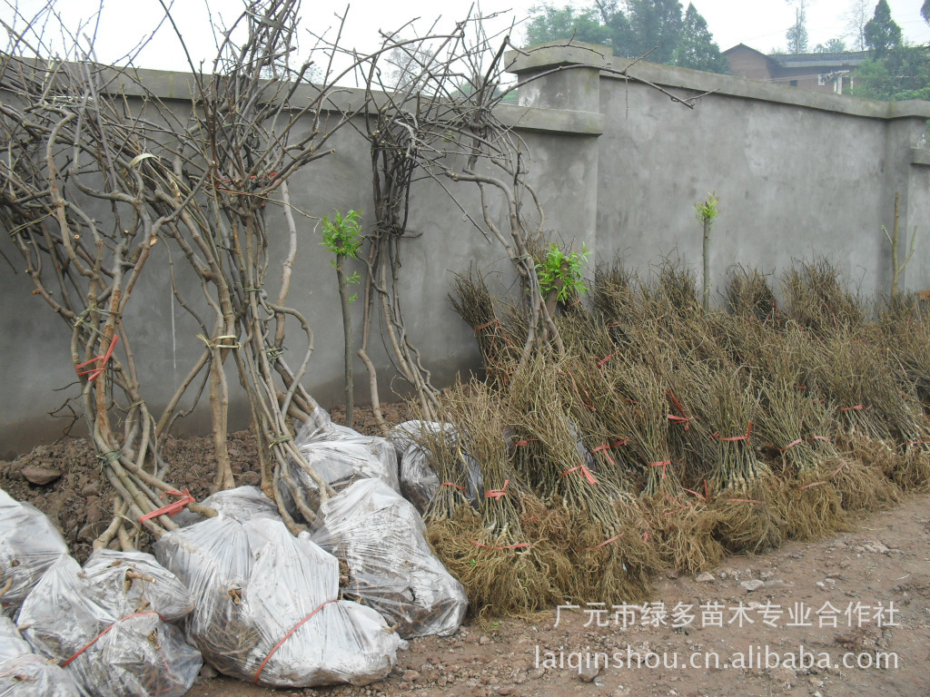 产地直销苍溪当年挂果的红阳红心果猕猴桃大树