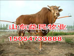 肉牛养殖视频 2012养肉牛前景 肉牛养殖技术