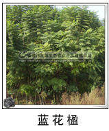 蓝花楹 