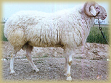 种公羊的饲养管理.肉羊的繁育技术适合肉羊养殖的绵羊山羊品种