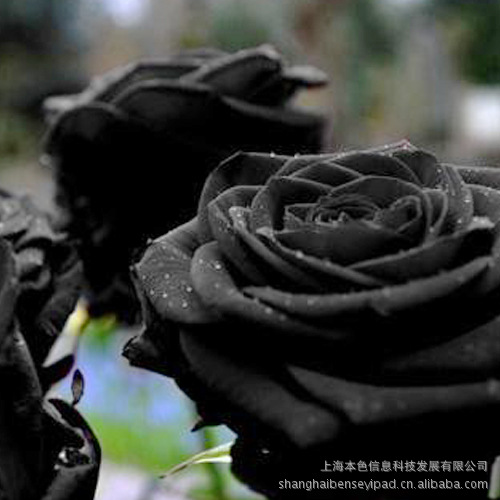 【粉红记忆】+黑玫瑰的绝恋(耐心看完会有惊喜