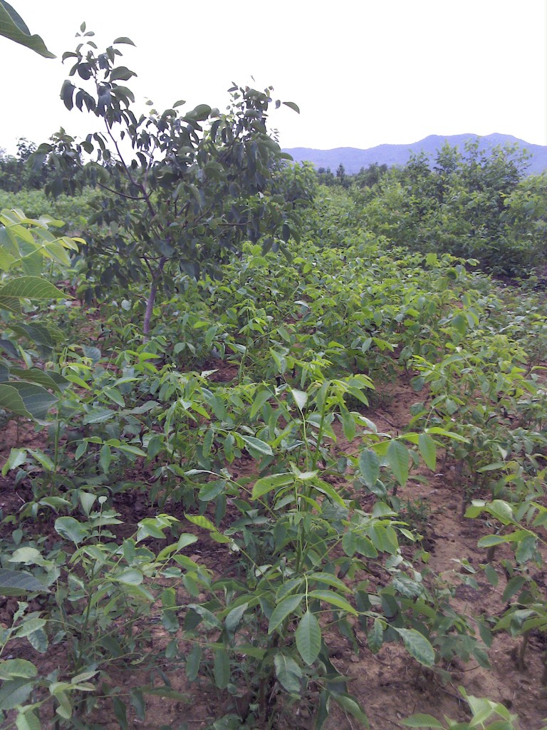 山东省果树研究所核桃基地大量供应早实核桃苗