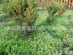 供应屋顶绿化植物-佛甲草，佛甲草种子，佛甲草直销基地