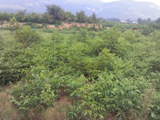 【预订香玲核桃接穗到山东省果树研究所基地】