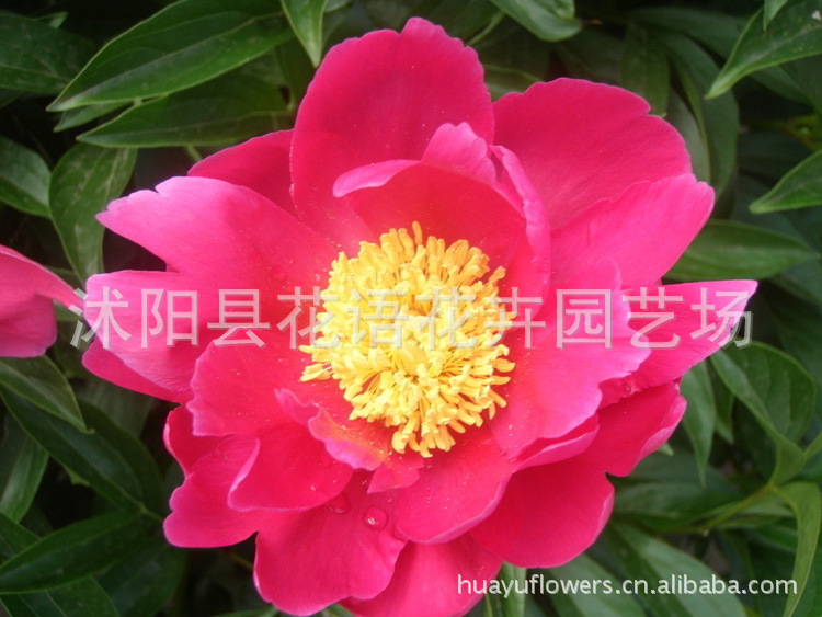 芍药种根图片 芍药种根图片