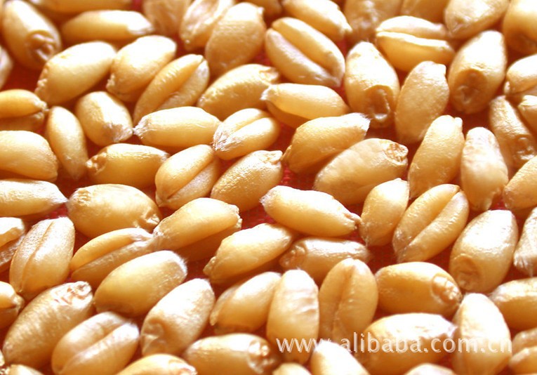 优质小麦,小麦品种优良,具有万亩小麦种植基地