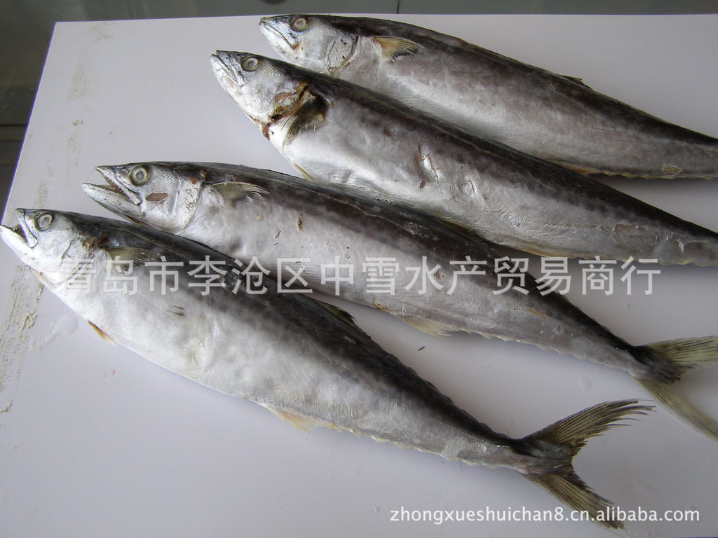 水产品批发,鲅鱼批发,青岛中雪牌当地野生海捕鲅鱼