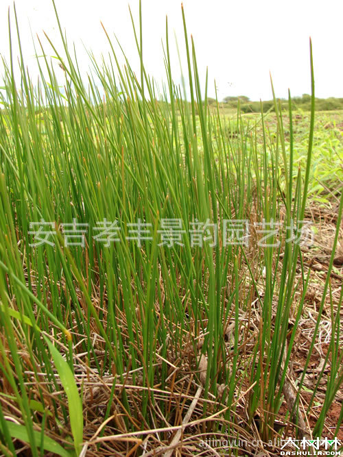 荸荠;别名马蹄,水栗,芍,凫茈,乌芋,菩荠