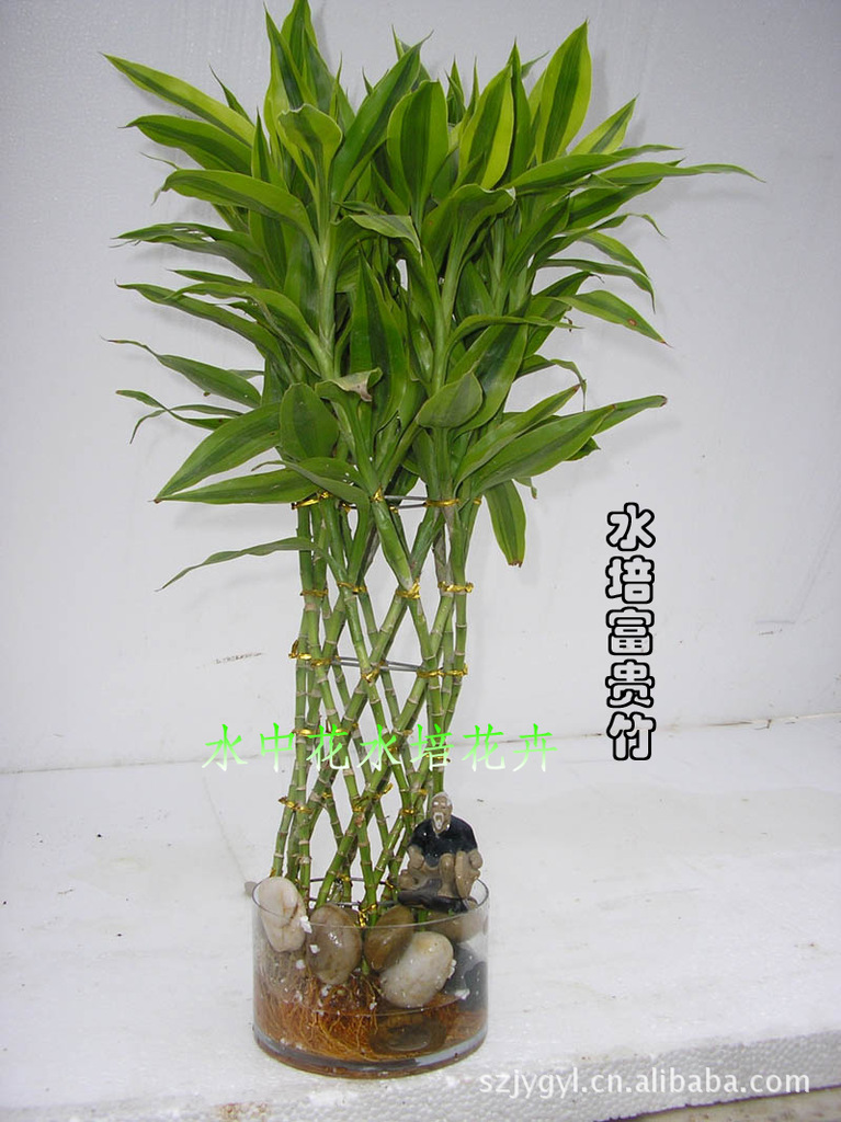 水生植物-净化空气最好的良药--水养富贵竹-水