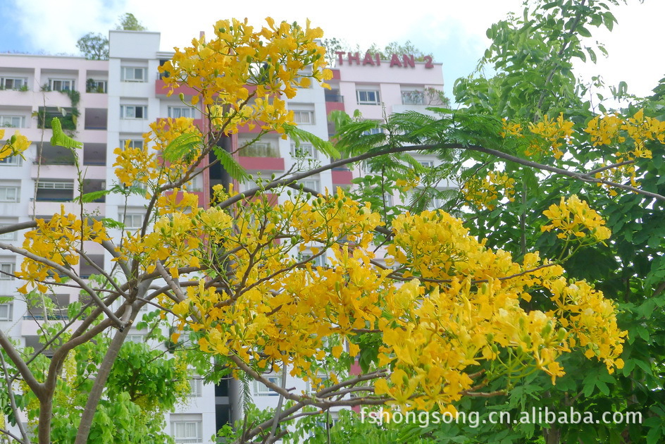 黄花凤凰木种子图片,黄花凤凰木种子图片大全,佛山市