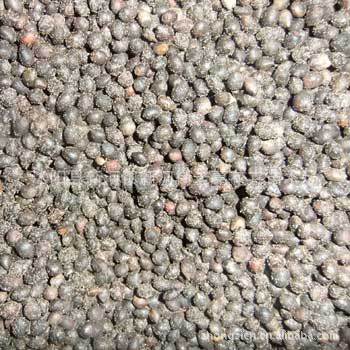 【红豆杉种子原装美国进口曼地亚红豆杉种子】