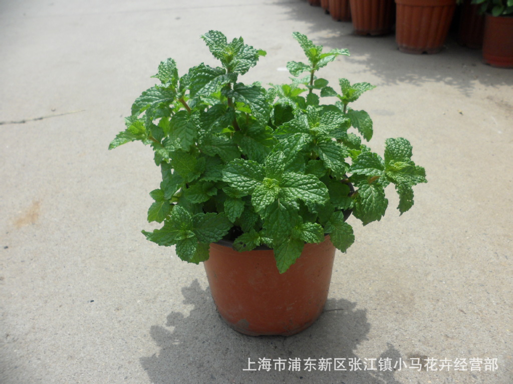 【薄荷 留兰香 柠檬 迷你小盆栽 小植物】
