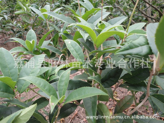 中华龙桂,生长旺盛适合造型,自然行龙姿态优美