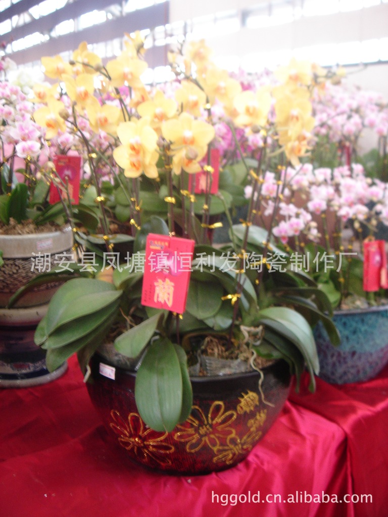 陶瓷花盆,兰花盆,陶瓷花盆,蝴蝶兰花盆,大花蕙兰花盆实拍a006