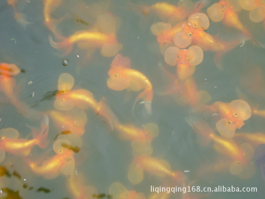 批发各种品种金鱼(珍珠,鹤顶红,望天,水泡.)-鱼类