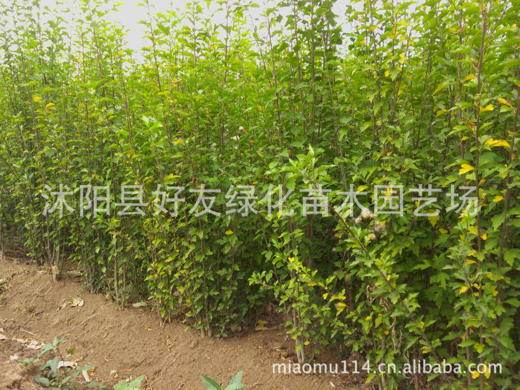 木槿适用于公共场所花篱,绿篱及庭院布置.墙边,水滨种植也很适宜.