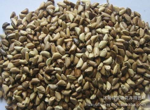 墨西哥玉米草价格