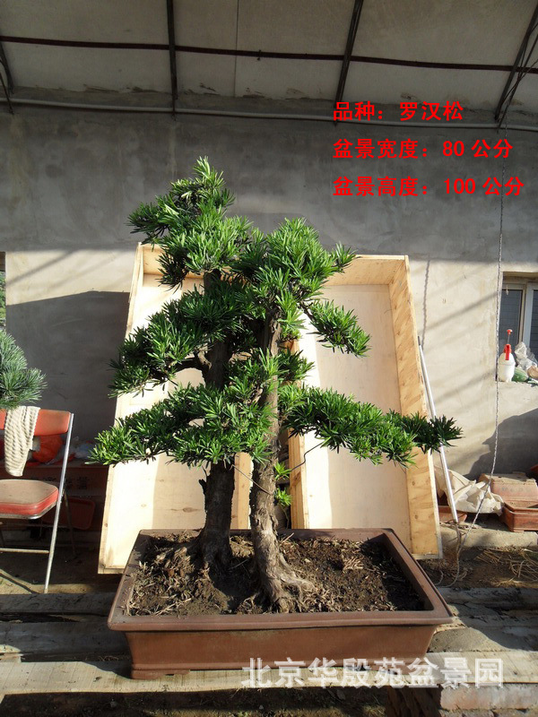 北京华殷苑盆景园入住西三旗通厦花卉市场图片