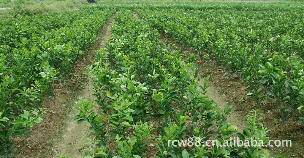 夏橙苗 夏橙果树苗 夏橙树苗 夏橙种苗 奥林达夏橙苗