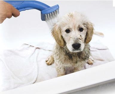 petzoom bath n'groom 宠物淋浴喷头 宠物浴室