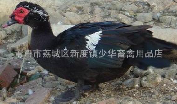 番鸭主产于古田,福州市郊和龙海等地,分布于福清,莆田,晋江,长泰,龙岩