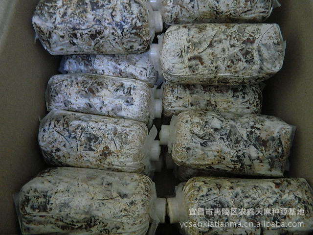 大量同时供应天麻萌发菌拌合好的蒴果\/支持支