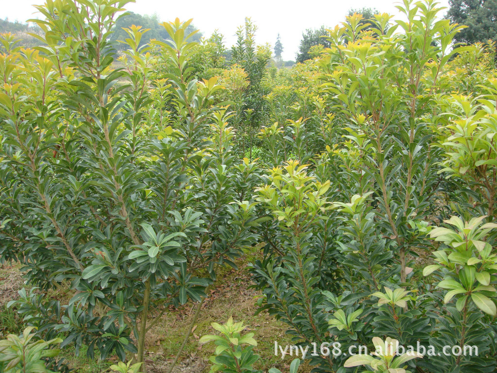 【优质三年生荸荠,东魁杨梅苗特价出售】价格