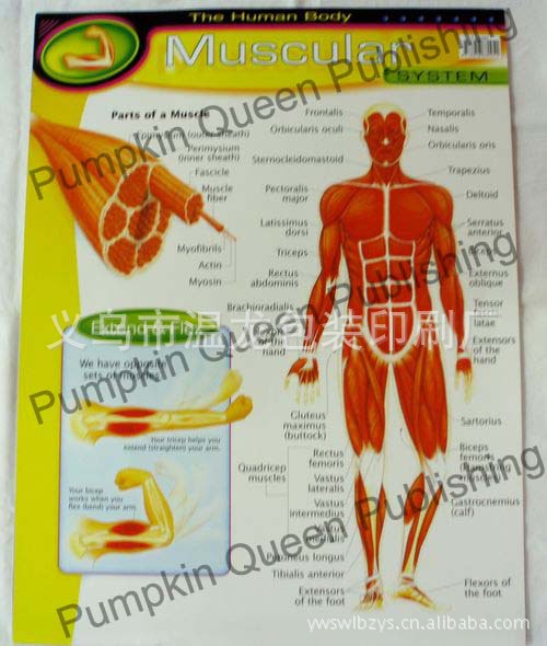 【早教幼儿园英语认识人体肌肉构造小挂图批发