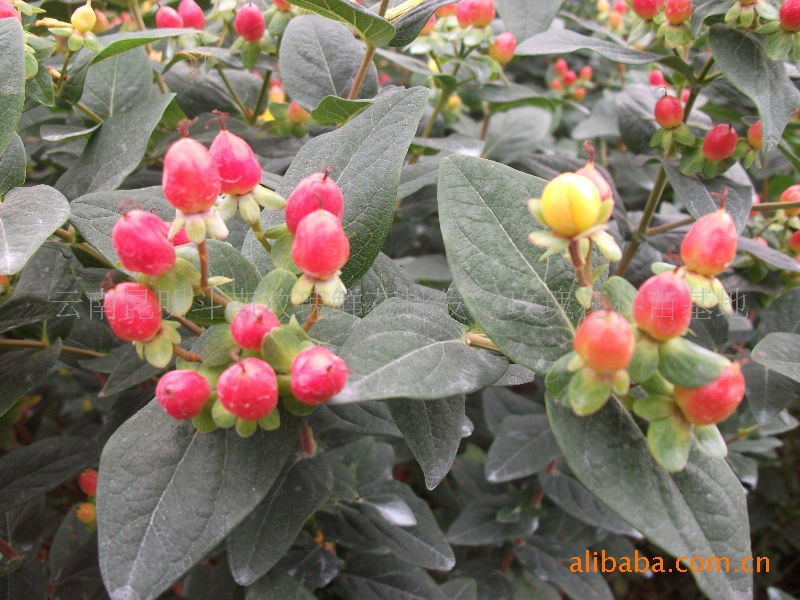 【批发绿化苗 火龙珠 基地直销 价格实惠 特别推