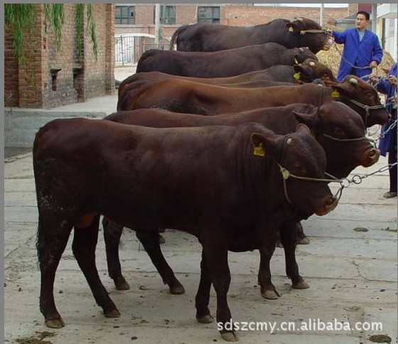 【西门塔尔牛肉牛种牛牛犊牛苗 西门塔尔杂交