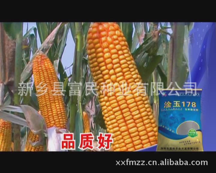 批发玉米种子 高产玉米品种 淦玉178 红轴硬粒米质优