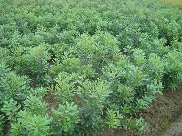 优价供应果树种子种苗东魁杨梅苗图片,优价供