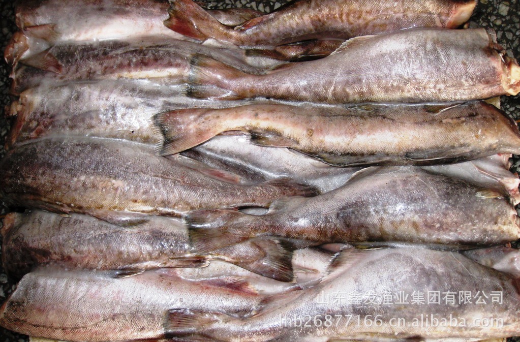 太平洋真鳕 真鳕鱼 鳕鱼 加工原料鳕鱼