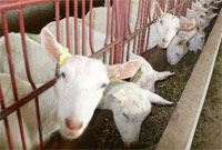 中國牛羊交易網 牛羊e網 牛羊信息 牛羊買賣 牛羊養殖