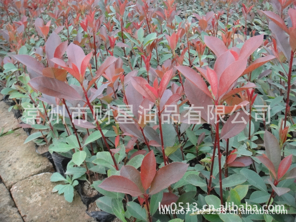 叶石红楠小苗7