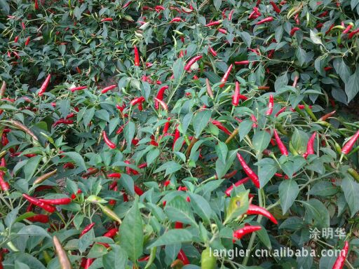 批发订货辣椒 贵州遵义原产地辣椒 小米辣椒 朝