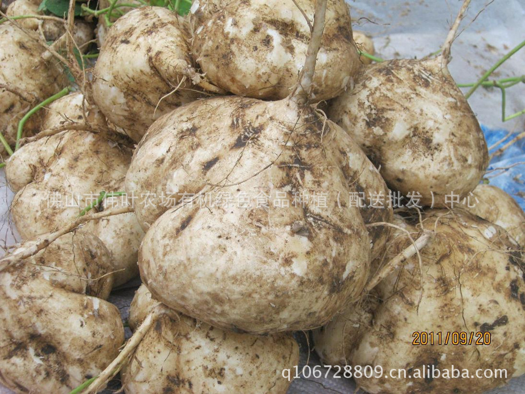 【嫩-脆-甜-特价白地瓜-3.5元\/KG】价格,厂家,图