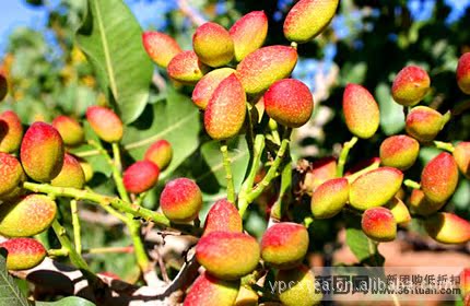 香酥可口,营养丰富的新疆特产干果开口杏仁,薄