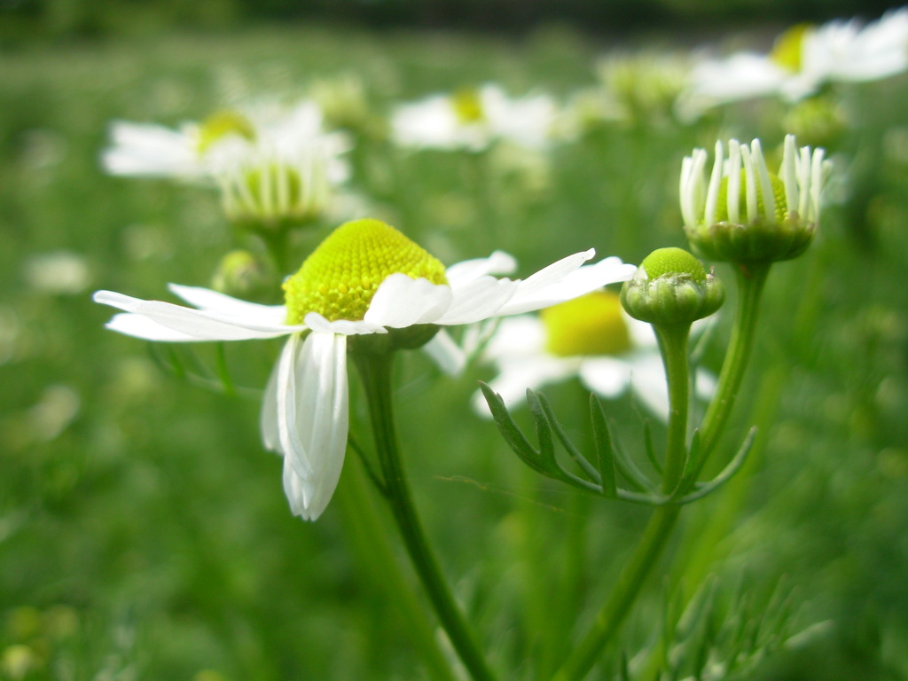 批发采购精油-供应德国甘菊精油 蓝甘菊精油批