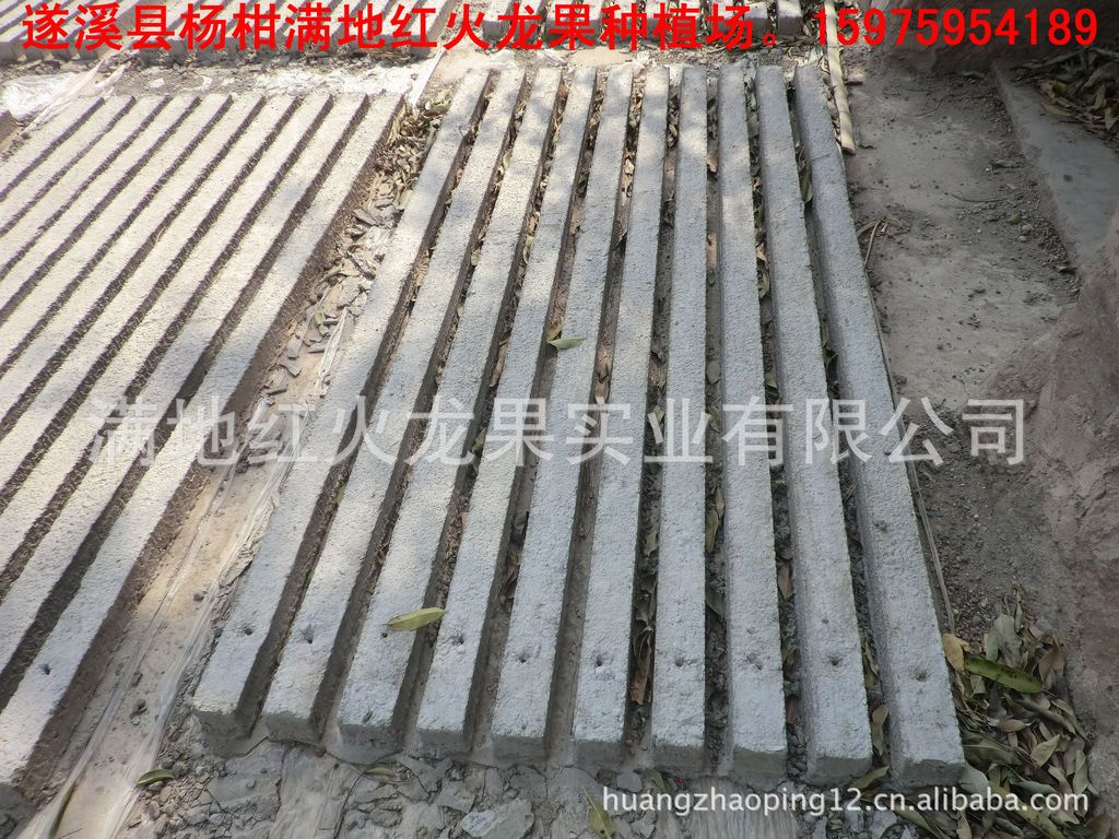 水果种子、种苗-优良品种不要人工授粉红心火