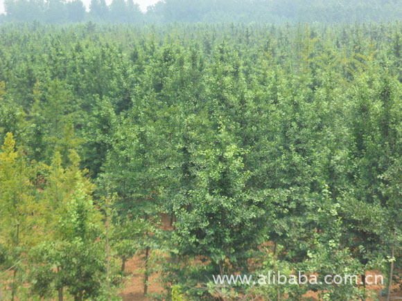 乔木-出售银杏树 银杏苗 银杏树苗 银杏小苗 可