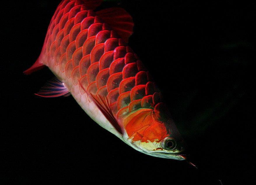 水族箱龙鱼专用金光灯,T8T9鱼缸黄光灯,过背龙