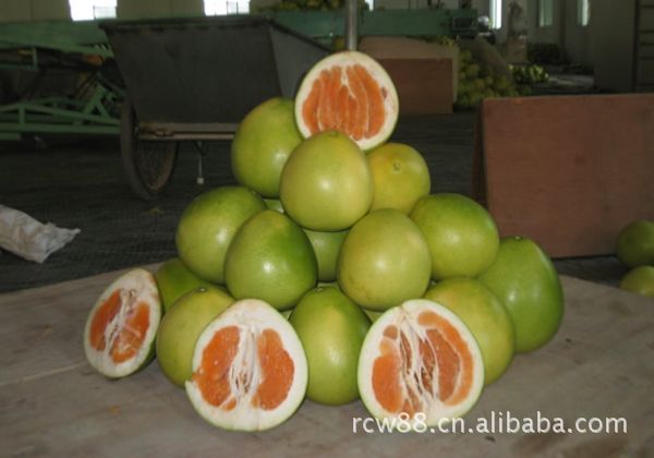 柚种苗 橙肉蜜柚苗木-果树尽在阿里巴巴-江西黎