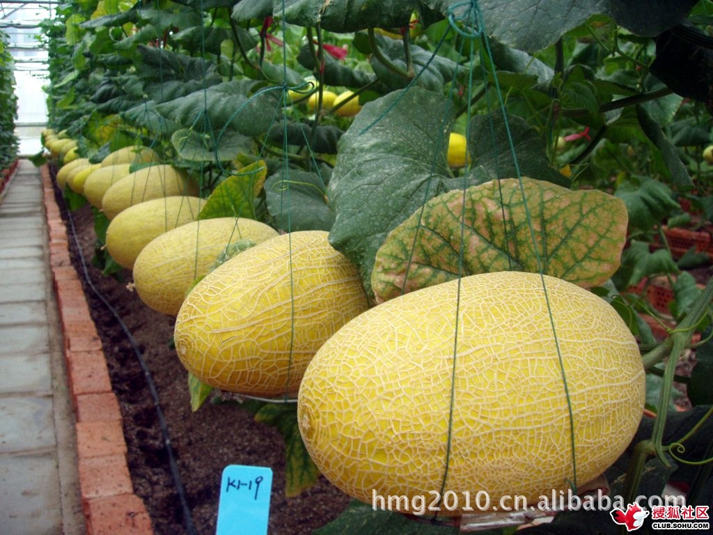 哈密瓜(温室大棚,反季节瓜,绿色环保,瓜大,含糖