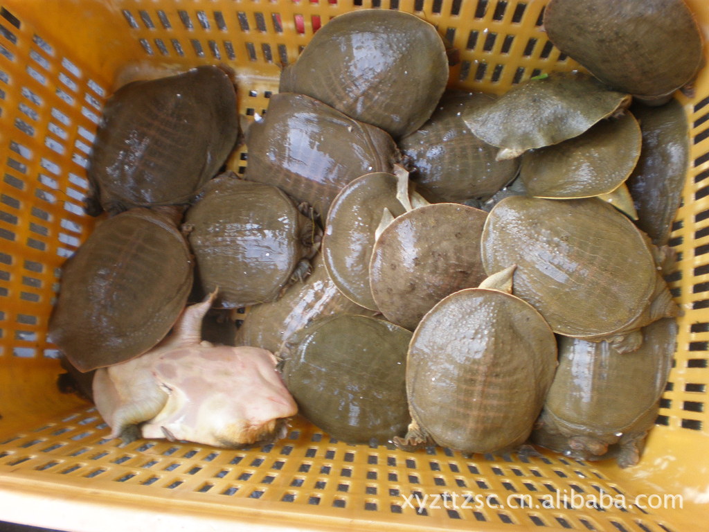 【大量销售黄河甲鱼 潢川黄鳖[1襾至4襾]一只[